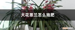 大花蕙兰施肥季节 大花蕙兰怎么施肥