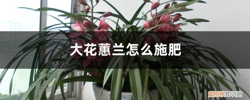 大花蕙兰施肥季节 大花蕙兰怎么施肥