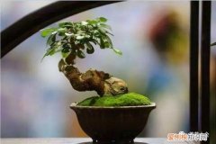花盆底部垫什么花不宜烂根 盆面铺层这个，叶不黄，根不烂，花不断！