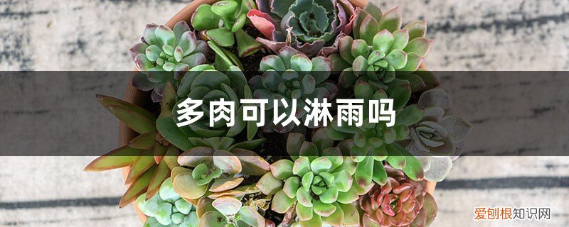 冬季多肉可以淋雨吗 多肉可以淋雨吗