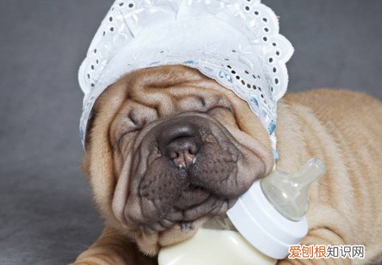 沙皮狗几个月换毛 沙皮狗的换毛时间