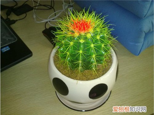 仙人球的作用与功效 仙人球能不能防辐射