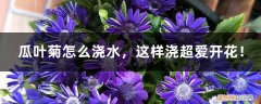 瓜叶菊浇水过多叶子蔫了怎么办 瓜叶菊怎么浇水，这样浇超爱开花！