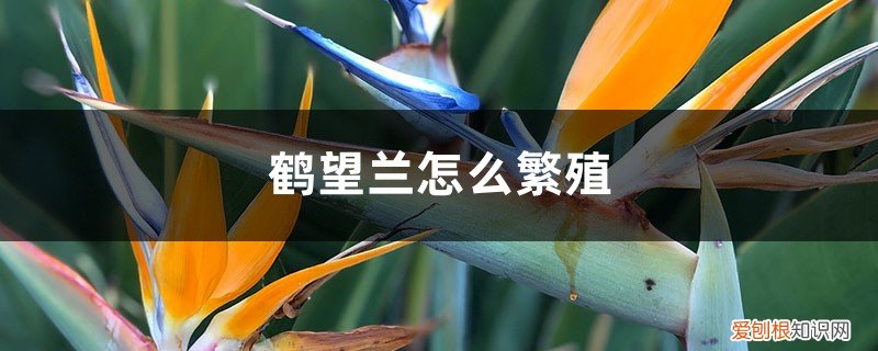 鹤望兰会从下面生新芽吗 鹤望兰怎么繁殖,怎么让它长侧芽