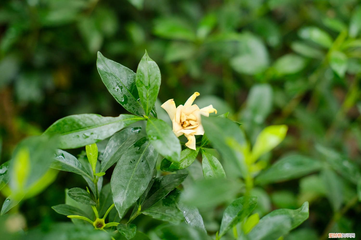 栀子花换盆的方法 栀子花换盆注意事项
