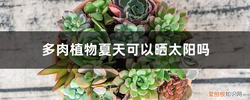 多肉植物夏天可以晒太阳吗 多肉植物夏天可以晒太阳吗