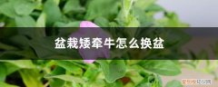 矮牵牛如何换盆 盆栽矮牵牛怎么换盆
