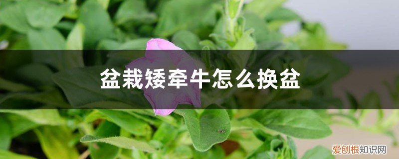 矮牵牛如何换盆 盆栽矮牵牛怎么换盆