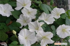 秋季种植花卉 秋季花卉养殖管理