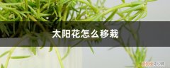 太阳花怎样移栽 太阳花怎么移栽