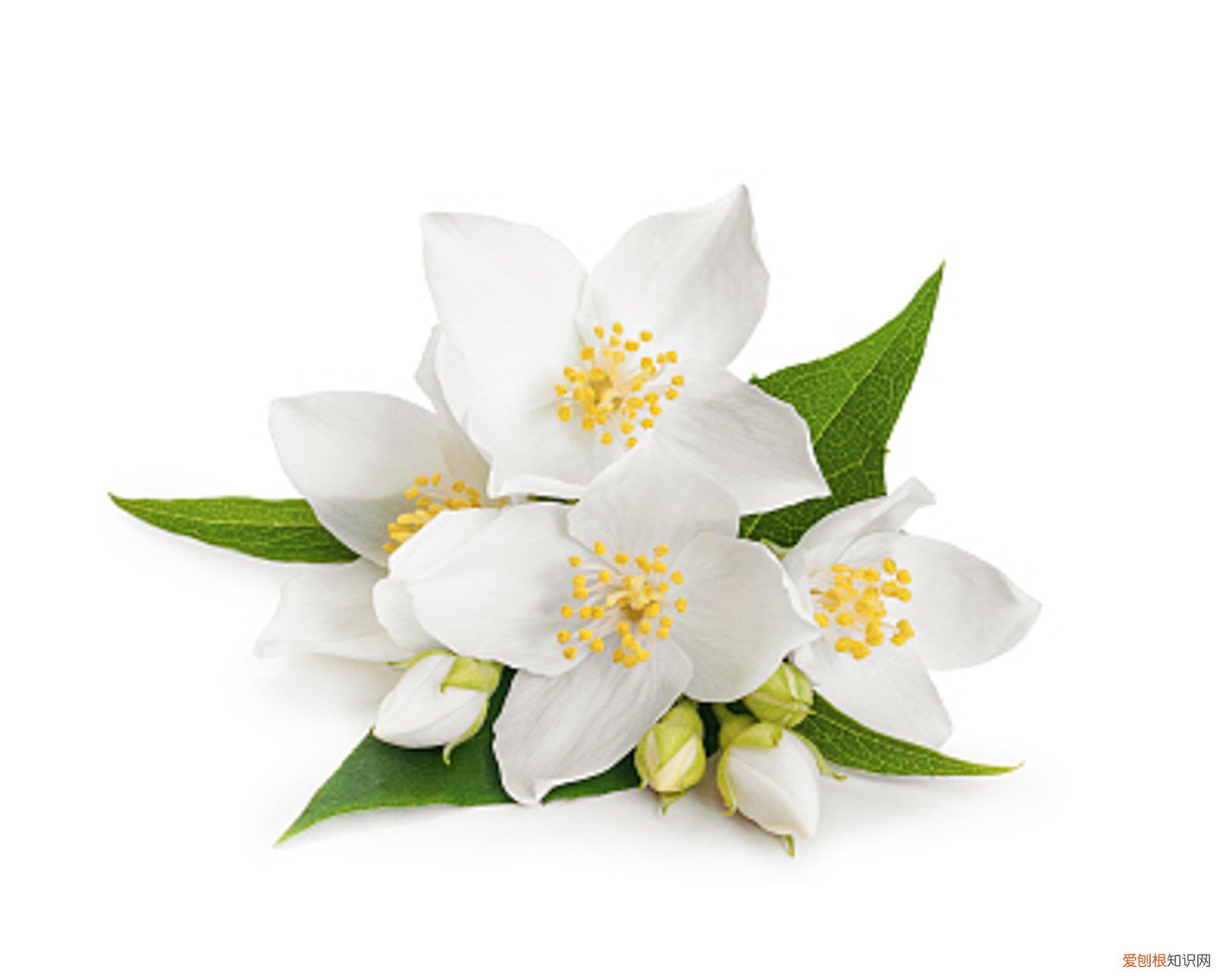 山梅花的种植方法 山梅花的繁殖方式