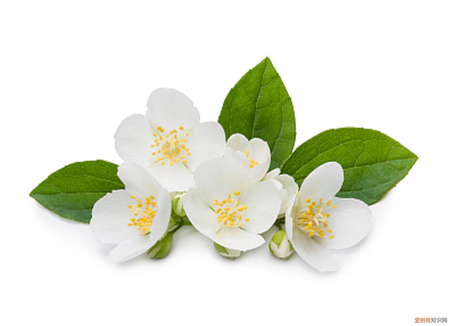 山梅花的种植方法 山梅花的繁殖方式