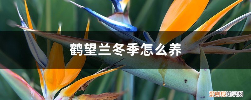 望鹤兰几天浇水一次比较合适 鹤望兰冬季怎么养,怎么浇水