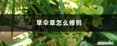 大叶伞发黄掉叶子怎么办 旱伞草怎么修剪，叶尖发黄怎么办