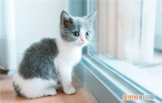 英短蓝猫吃生鱼吗 蓝白英短能吃生鱼吗