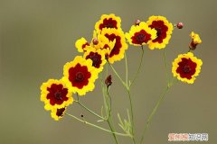 家庭哪些废料可以制作花肥 生活废料浇花好不好