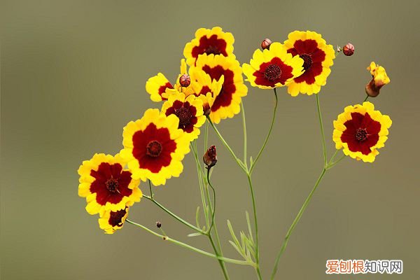 家庭哪些废料可以制作花肥 生活废料浇花好不好
