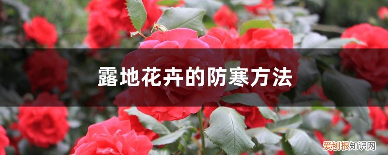 露地花卉防寒越冬的方法有 露地花卉的防寒方法