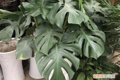 99%的花都死于这1点，看了保花不死！