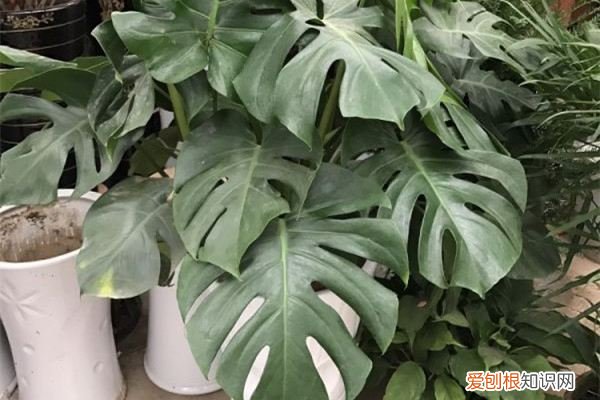 99%的花都死于这1点，看了保花不死！