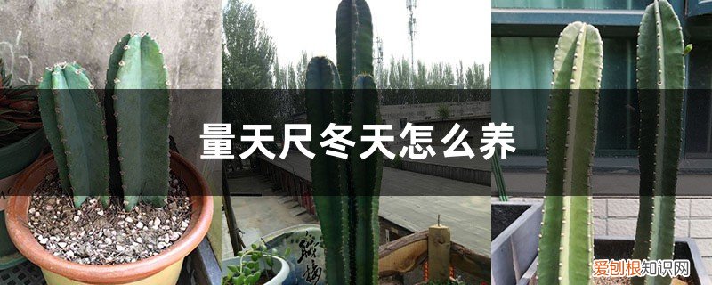 量天尺被冻伤了怎么办 量天尺冬天怎么养，冻伤了怎么办