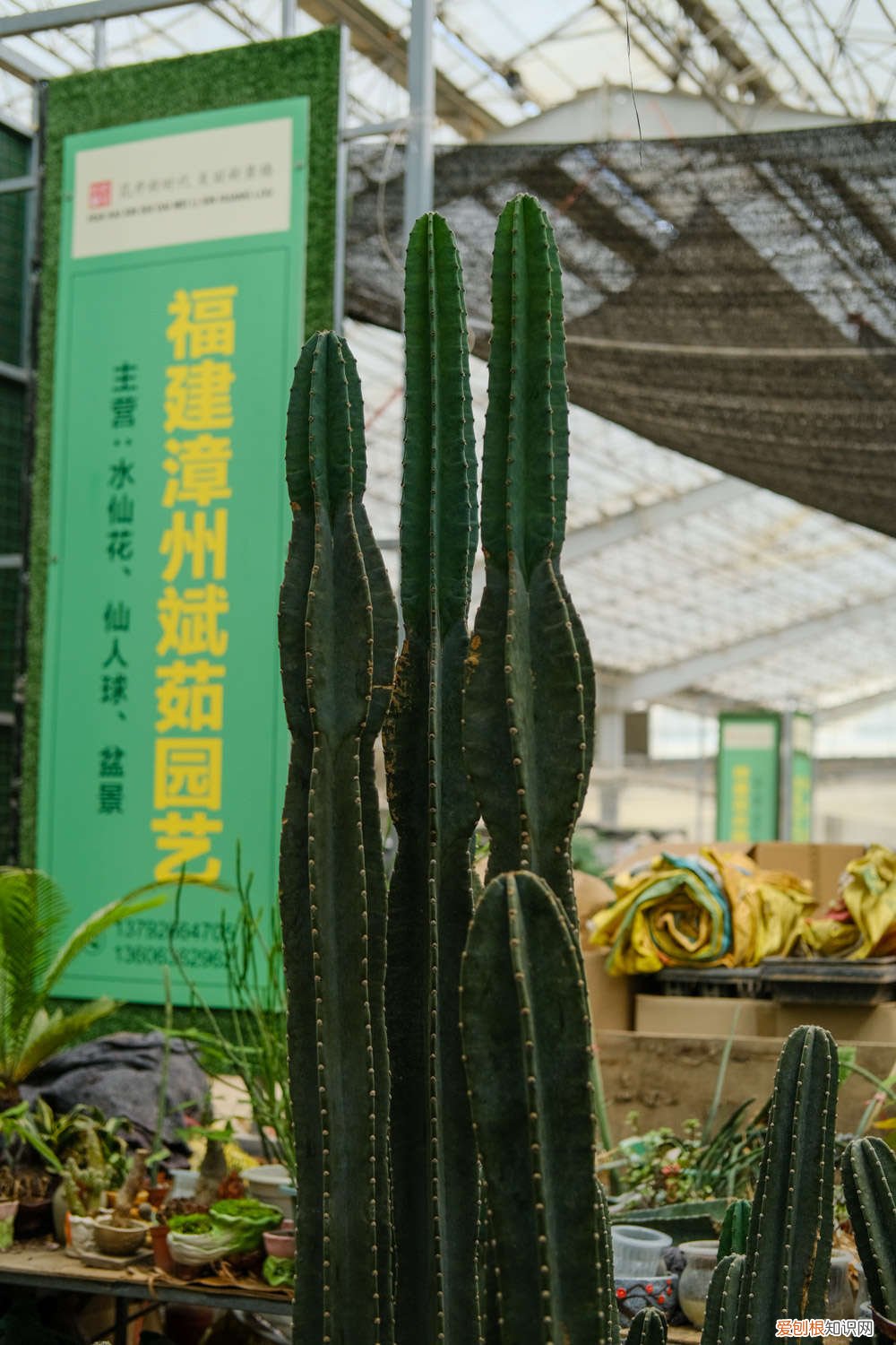 量天尺被冻伤了怎么办 量天尺冬天怎么养，冻伤了怎么办