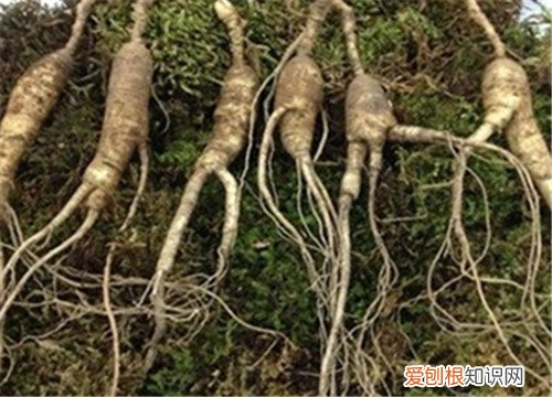 移山参价格贵不贵 如何辨别移山参
