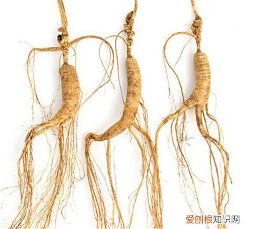 移山参价格贵不贵 如何辨别移山参