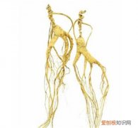 移山参价格贵不贵 如何辨别移山参