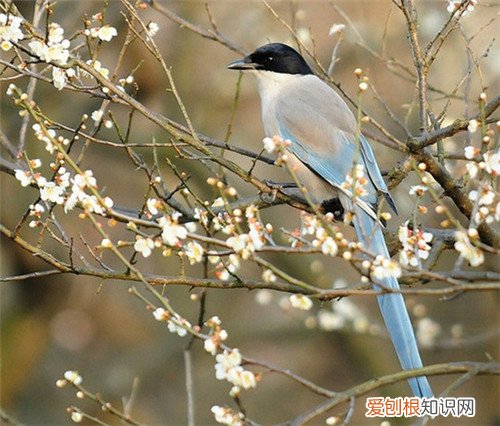 喜鹊的象征意义是吉祥的吗 家里可以养喜鹊吗