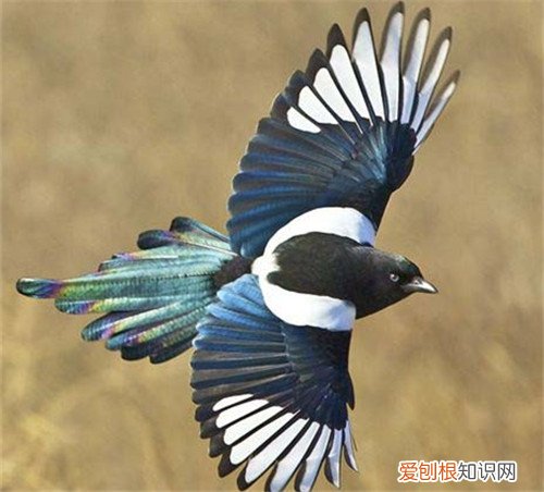 喜鹊的象征意义是吉祥的吗 家里可以养喜鹊吗