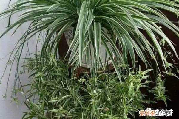 养花1年和养花10年的差距,1分钟就能补回来!