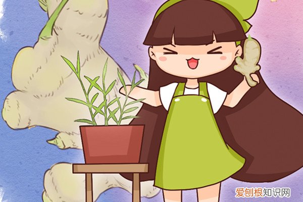 夏天每天吃姜好吗 夏天吃姜好处这么多,家里种一盆,一年都够吃了