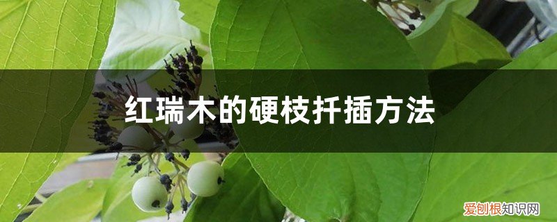 红瑞木怎样扦插 红瑞木的硬枝扦插方法
