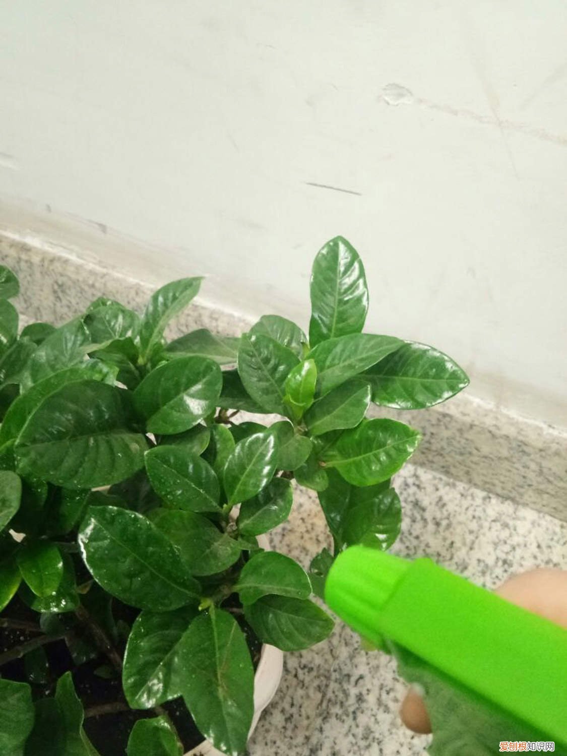 栀子花为什么养着养着就死了 养一回死一回的栀子花,到底应该怎么养?!