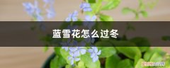 冬天蓝雪花叶子干枯还能活吗 蓝雪花怎么过冬，冬天会落叶吗