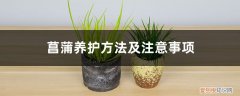 菖蒲冬季如何养护 菖蒲养护方法及注意事项