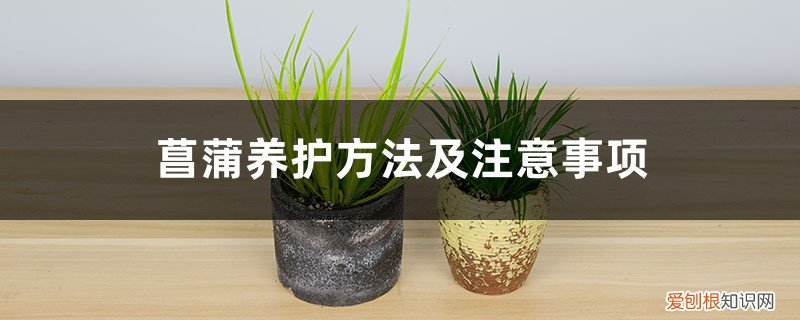 菖蒲冬季如何养护 菖蒲养护方法及注意事项
