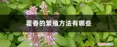 藿香繁殖及栽培技术 藿香的繁殖方法有哪些