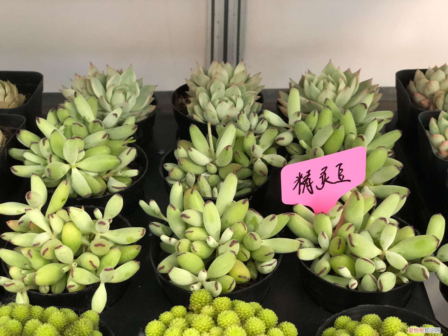 多肉植物玻璃 这些多肉植物都能种成窗帘，神奇啊