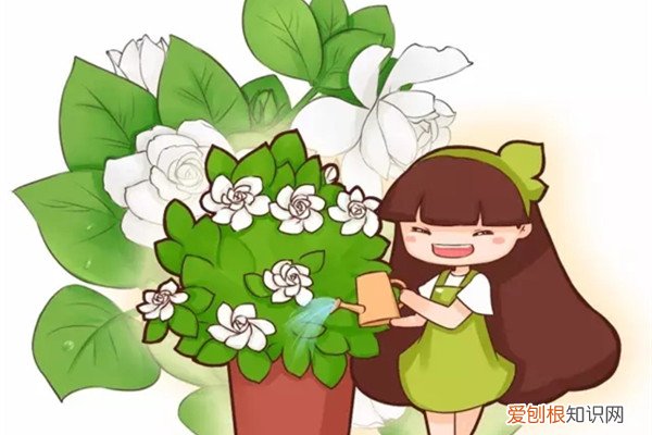 各类花卉植物的浇水原则 这20种常见花卉的浇水方法，一定要学