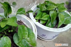常见花卉的浇水方法有 常见花卉的养护——浇水篇