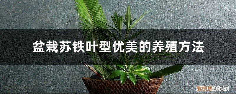苏铁盆景养殖方法 盆栽苏铁叶型优美的养殖方法