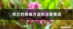 兜兰的养护方法 兜兰的养殖方法和注意事项