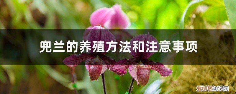 兜兰的养护方法 兜兰的养殖方法和注意事项