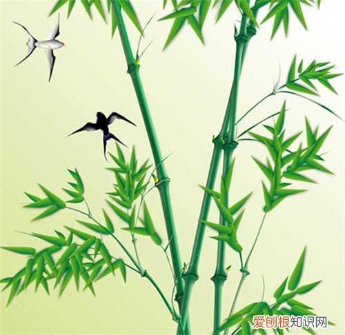 翠竹的象征意义有几种 翠竹有哪些价值
