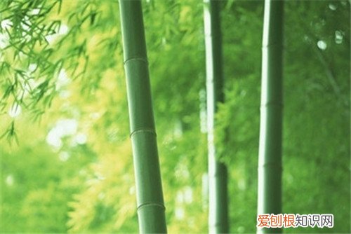 翠竹的象征意义有几种 翠竹有哪些价值