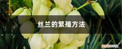丝兰的繁殖方法和过程 丝兰的繁殖方法