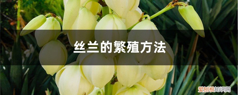 丝兰的繁殖方法和过程 丝兰的繁殖方法