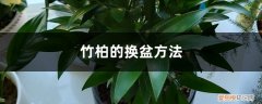 竹柏盆栽的养殖方法和注意事项 竹柏的换盆方法
